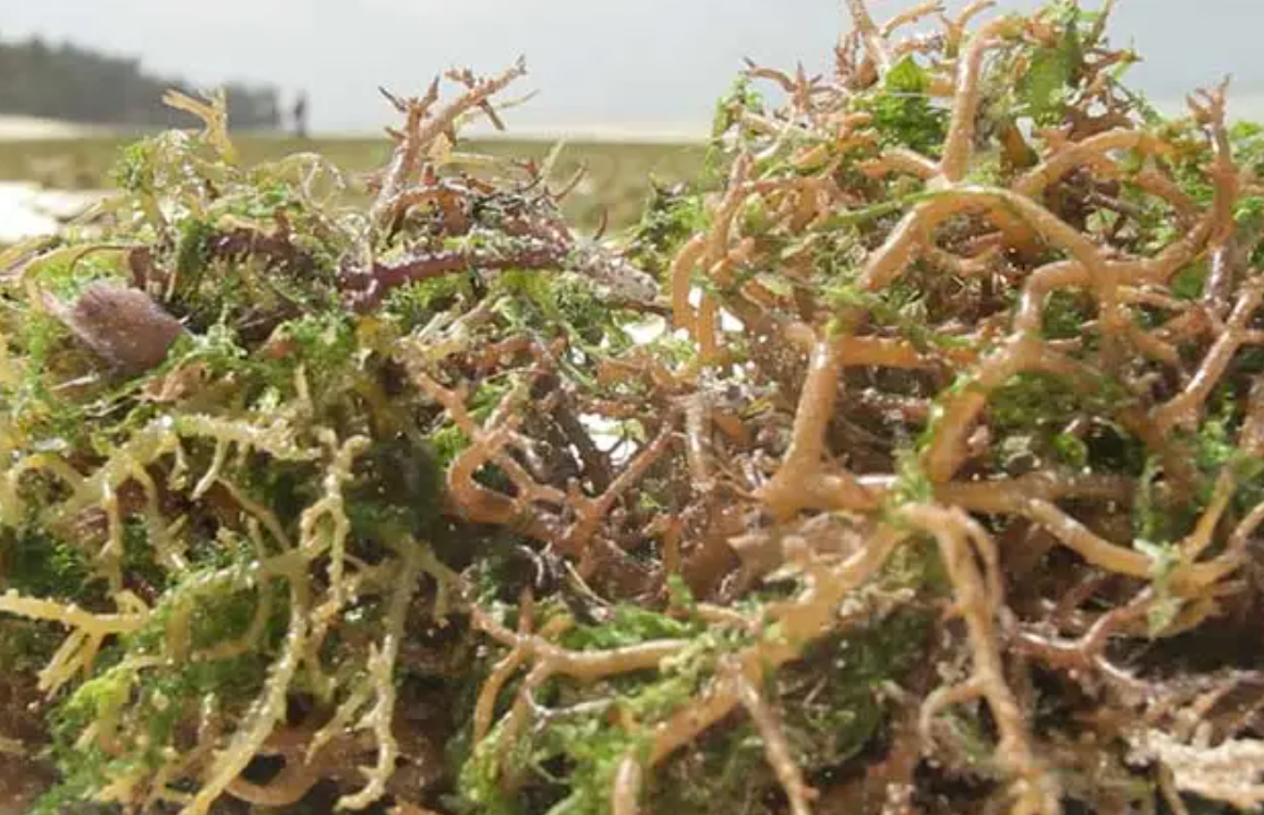 How Seamoss Detox Program Help You Achieve Real Results How Seamoss Detox Program Help You Achieve Real Results